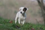 JACK RUSSEL 287